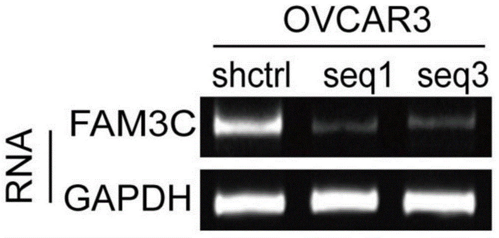 Application of FAM3C antisense nucleotide in preparation of drugs for inhibiting epithelial ovarian cancer cell invasion and metastasis