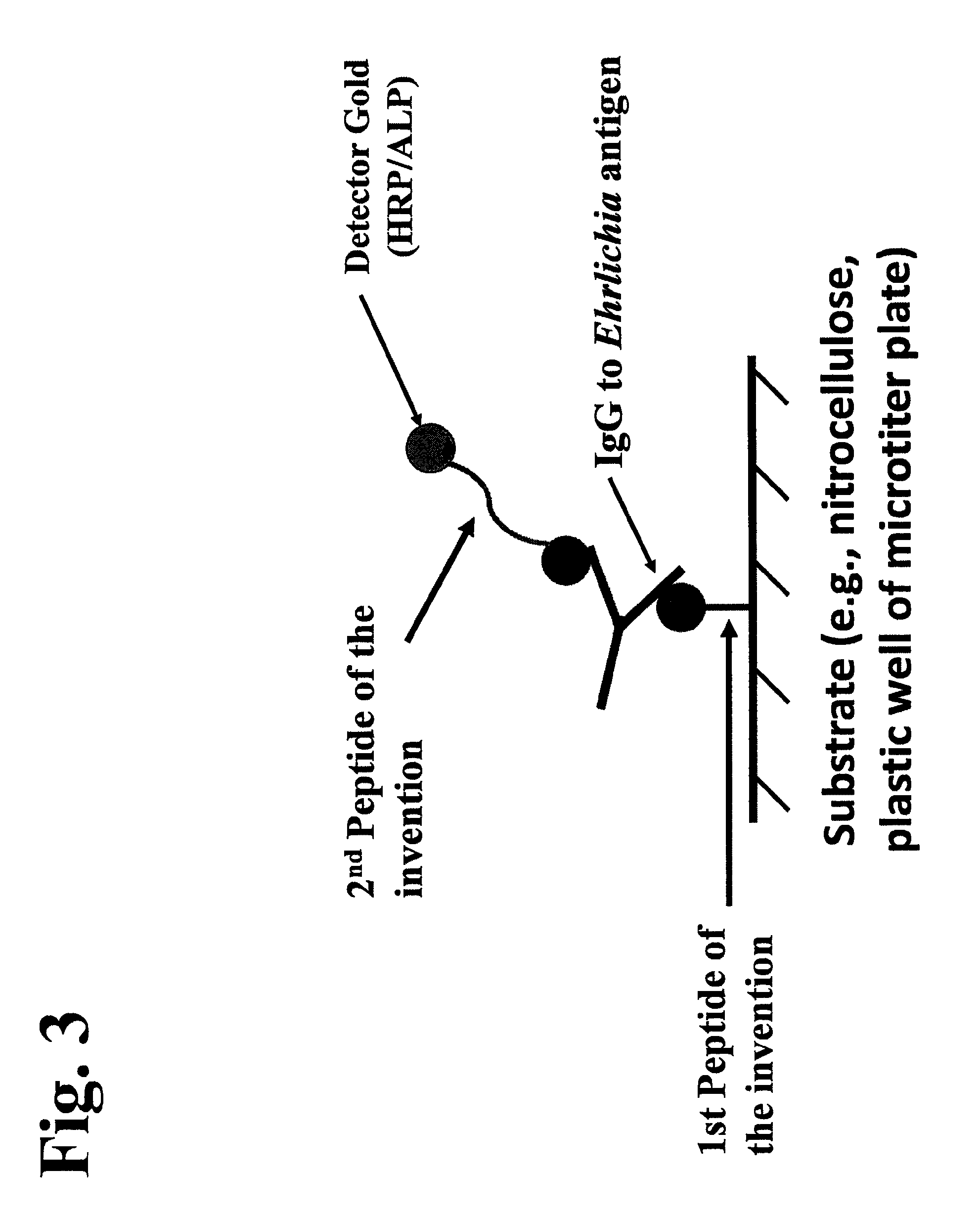 Peptides, devices, and methods for the detection of ehrlichia antibodies