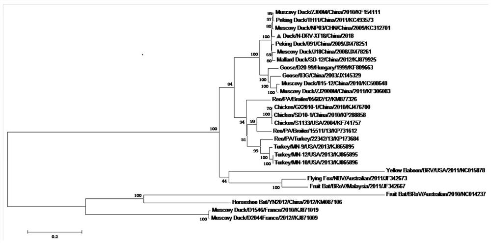 A kind of duck reovirus causing duck spleen necrosis and its inactivated vaccine and application