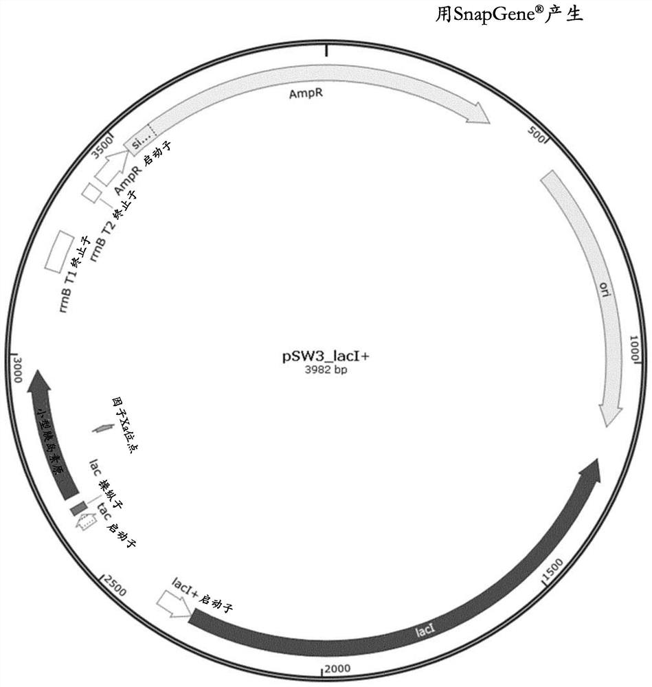 Method for reducing misincorporation of non-canonical branched-chain amino acids