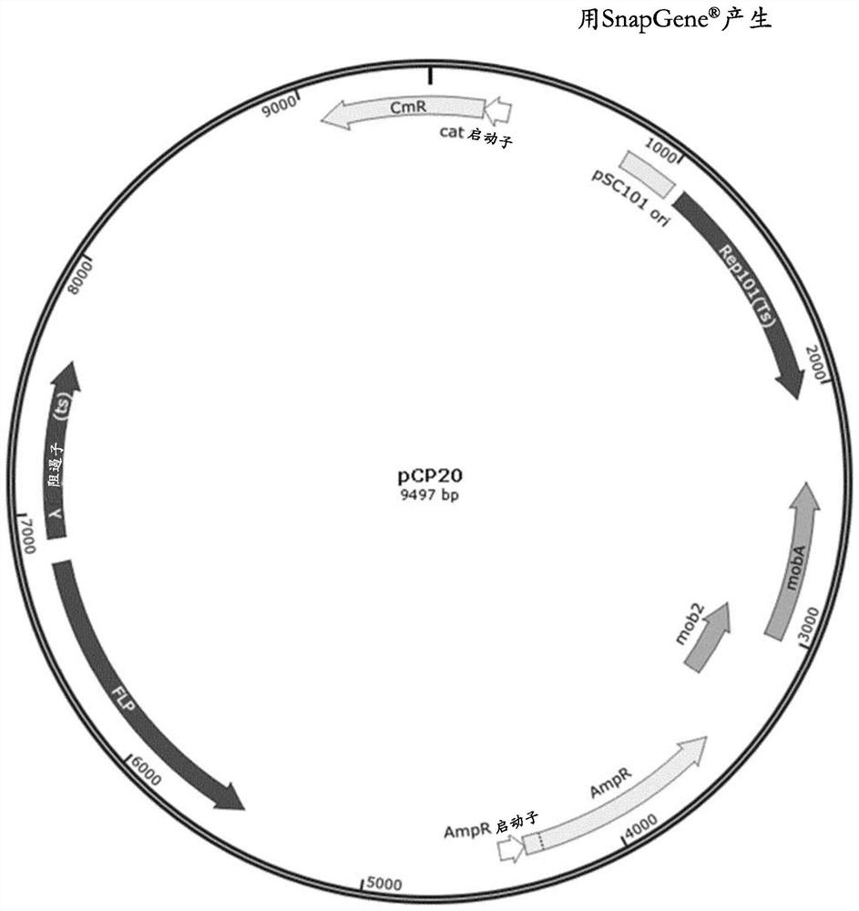 Method for reducing misincorporation of non-canonical branched-chain amino acids