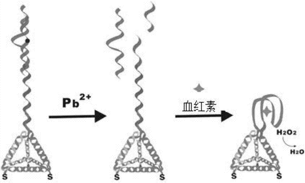 DNA tetrahedron probe for lead ion detection, and lead ion detection method