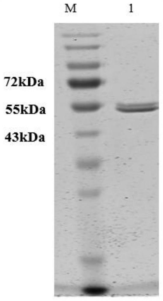 Fumonisin-degrading enzyme fumdsb and its gene and application