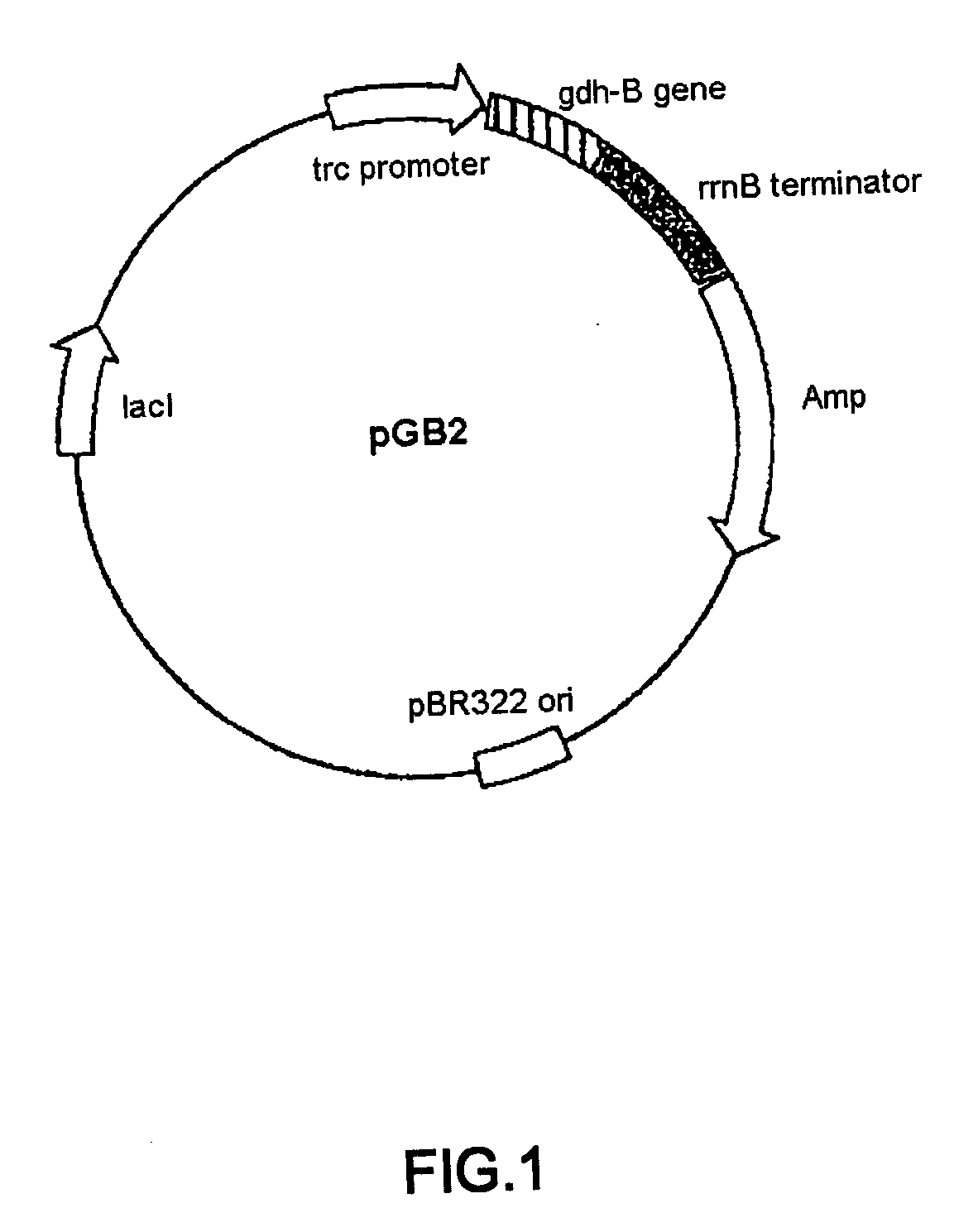 Glucose dehydrogenase