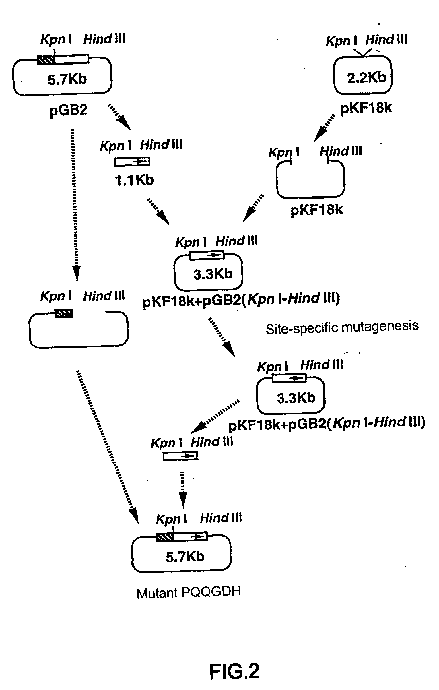 Glucose dehydrogenase