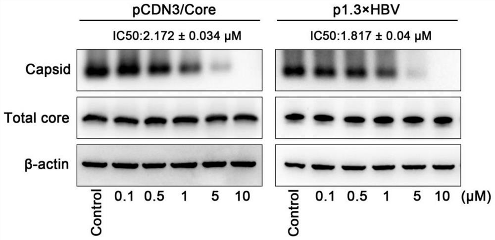 Application of benzimidazole compound in preparation of anti-hepatitis B virus drugs