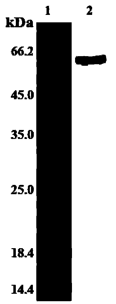 Galectin-3 binding protein, preparation and application thereof