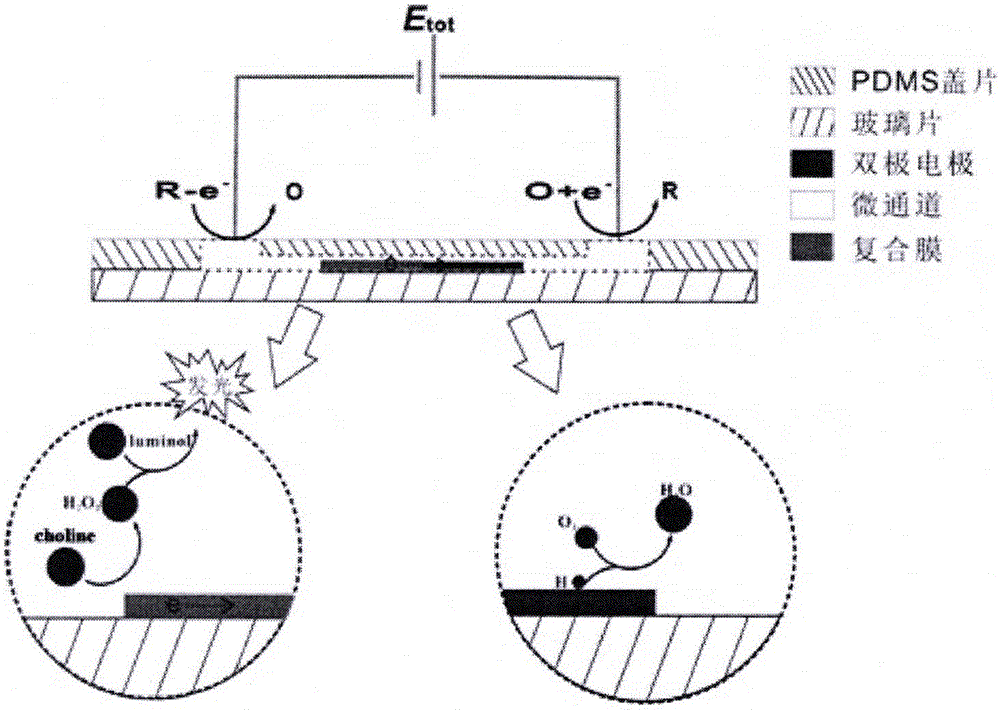 Visual choline sensor based on bipolar electrode array