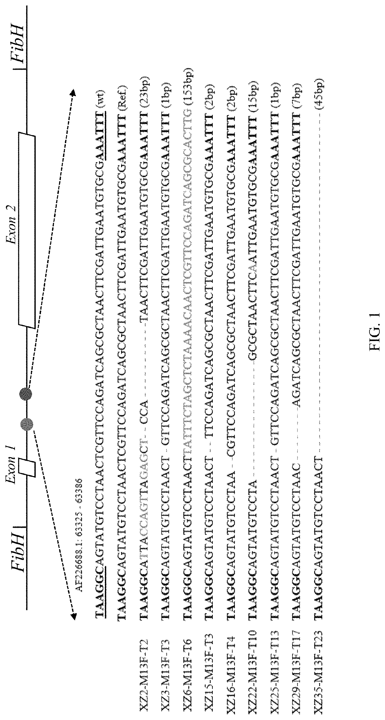 Transgenic silkworms expressing spider silk