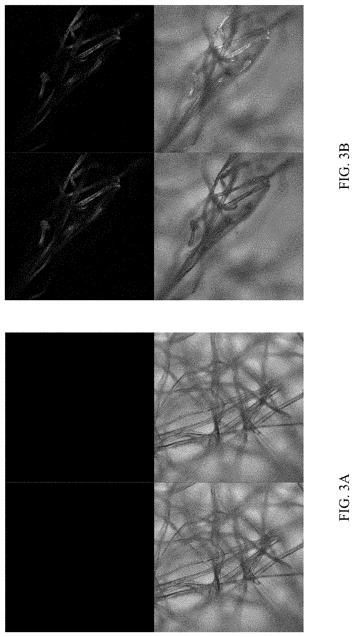 Transgenic silkworms expressing spider silk