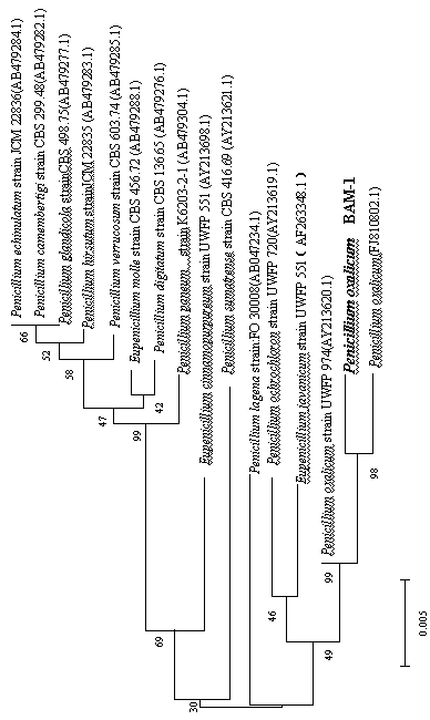 Penicillium oxalicum BAM-1 as well as separation and purification method and application thereof