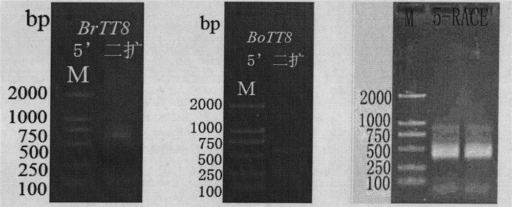 Cabbage-type rape TT8 gene families and applications thereof