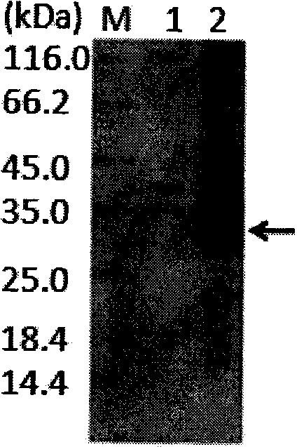 Method for separating and purifying fusion protein containing chitin binding domain