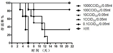 Coxsackie virus a10 strain and its application