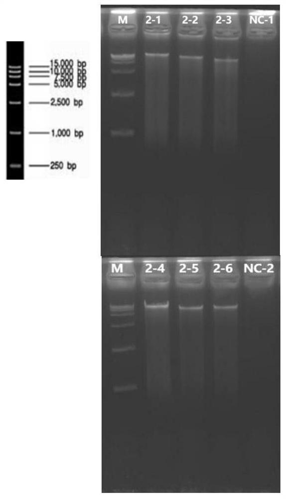 Nucleic acid extraction method and kit