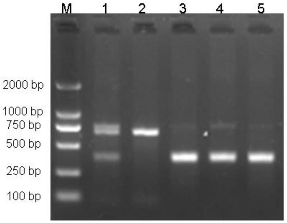 Detection method and application of correlation between garnl1 gene and rooster comb and wattle traits