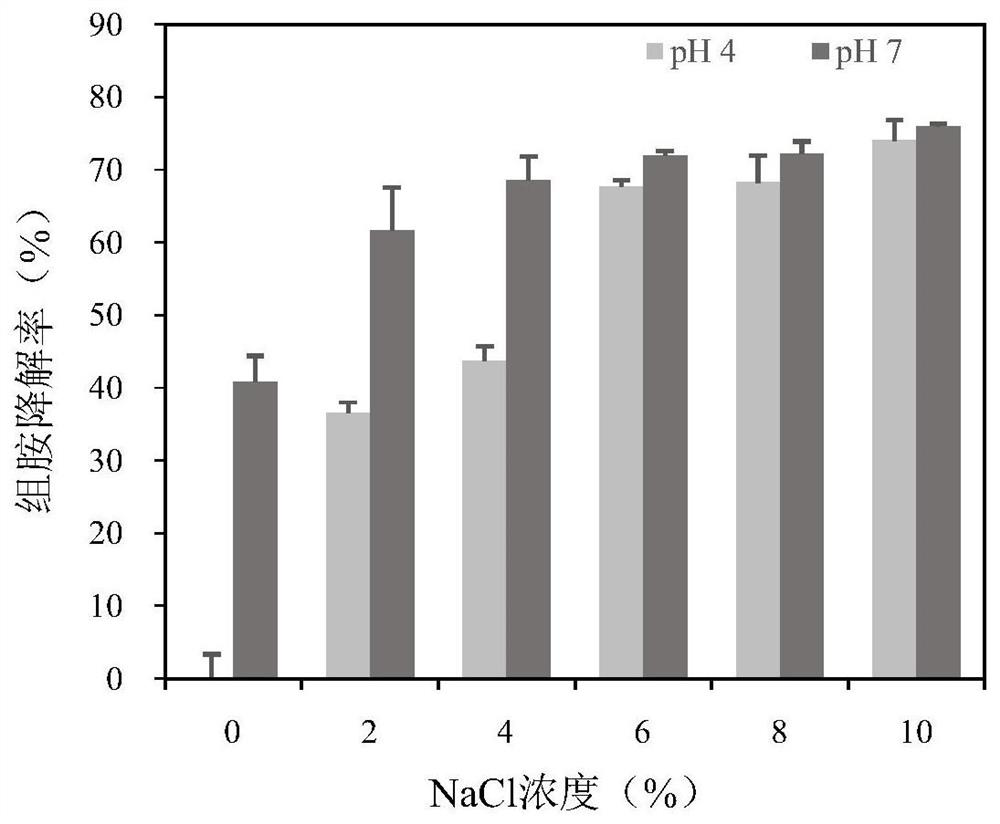 Preparation of lactic acid bacteria multi-copper oxidase and application of lactic acid bacteria multi-copper oxidase in biogenic amine degradation