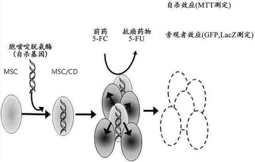 Cell therapeutic agent for cancer treatment and combination therapy with same