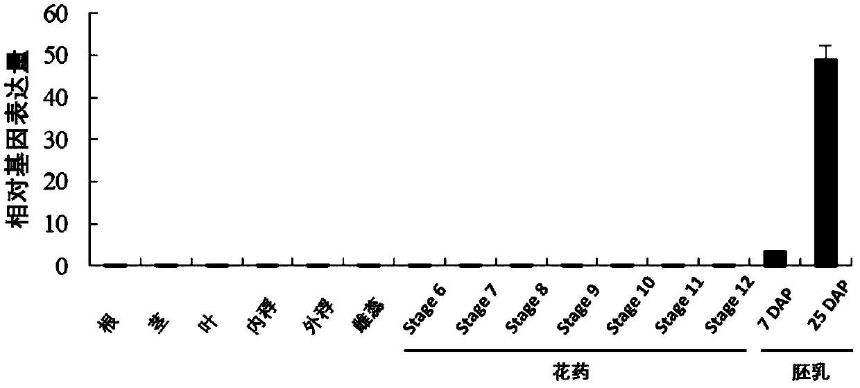 Identification and application of plant endosperm specific expression promoter pOsEnS100