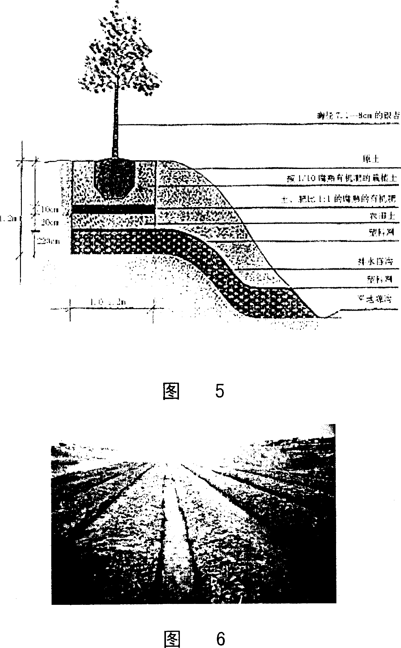 Halogenic soil planting technique