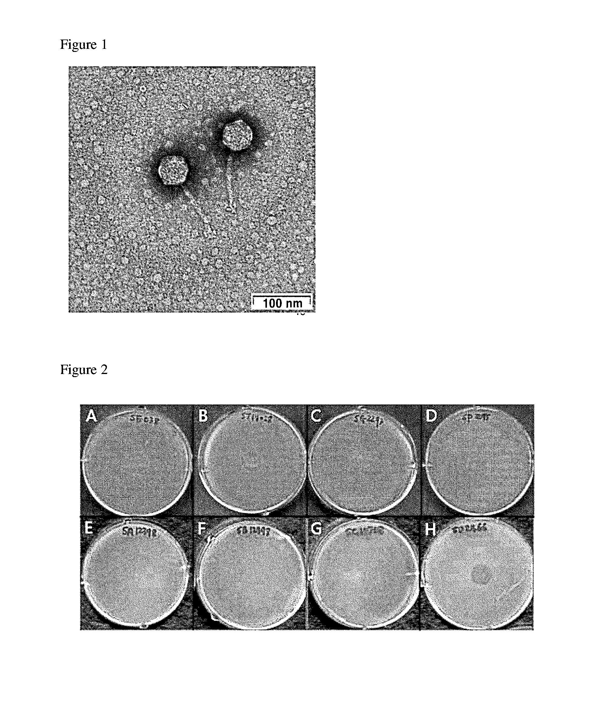 Bacteriophage of the siphoviridae family and antibacterial compositions comprising the same