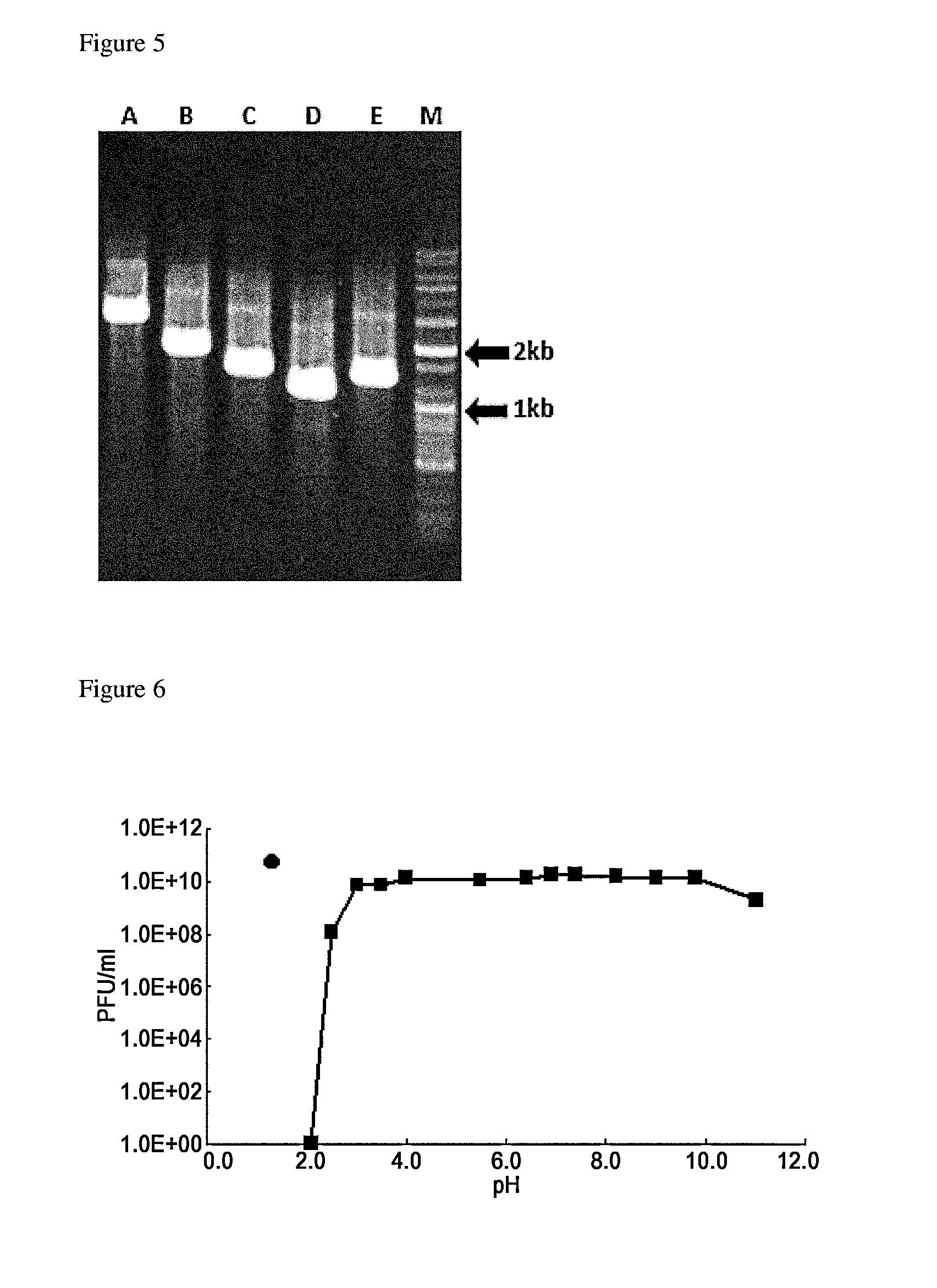 Bacteriophage of the siphoviridae family and antibacterial compositions comprising the same