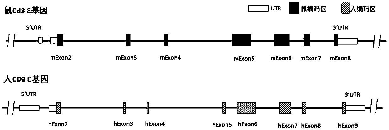 Preparation method and application of humanized CD3 genetically-modified animal model