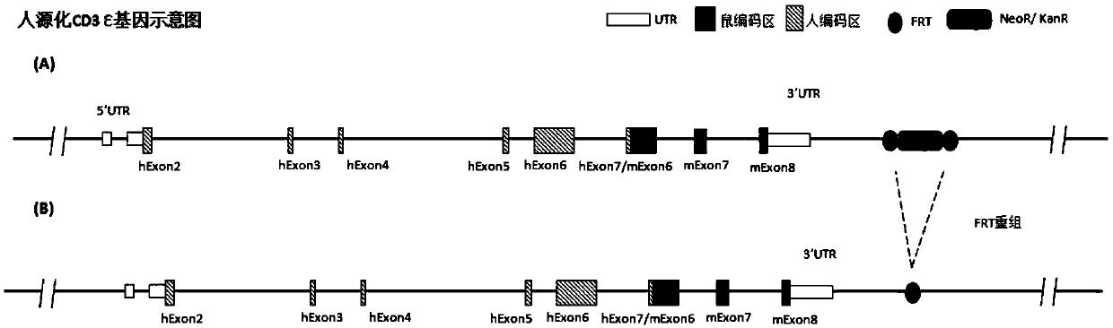 Preparation method and application of humanized CD3 genetically-modified animal model