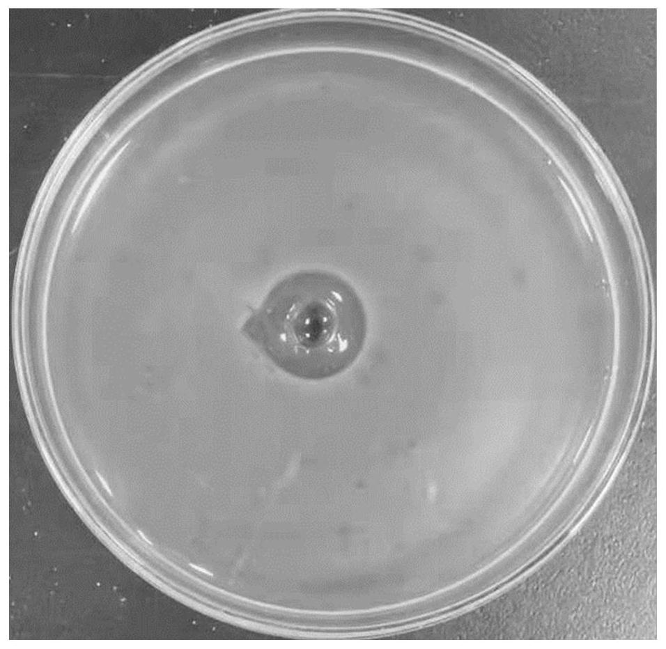 Antibacterial peptide YHX-3 and composition and application thereof