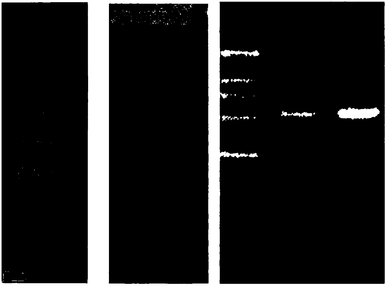 Method for promoting anaerobic degradation of petroleum hydrocarbon in oil reservoir to produce methane