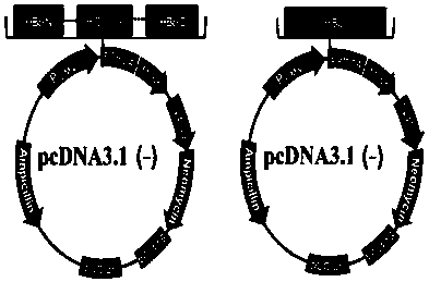 cxcl13 DNA vaccine and its application