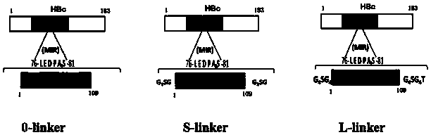 cxcl13 DNA vaccine and its application