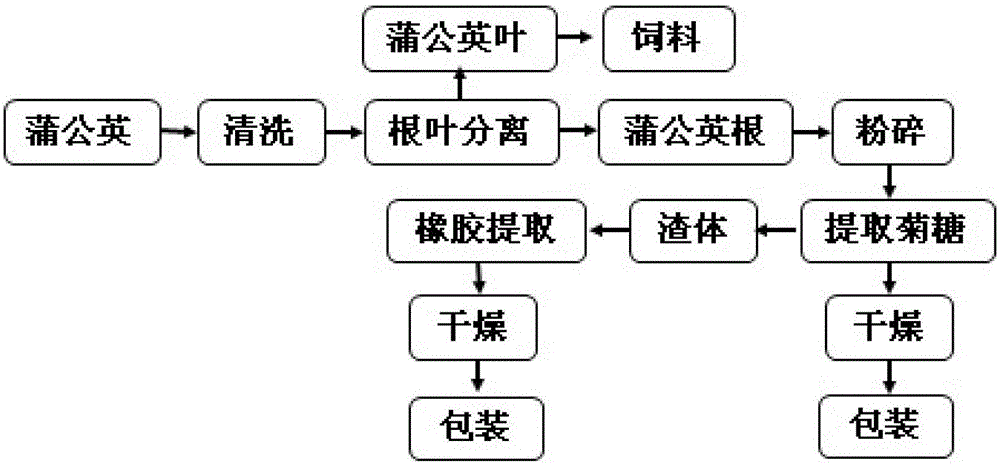 A method for continuously and efficiently extracting dandelion rubber and inulin from dandelion rubber grass