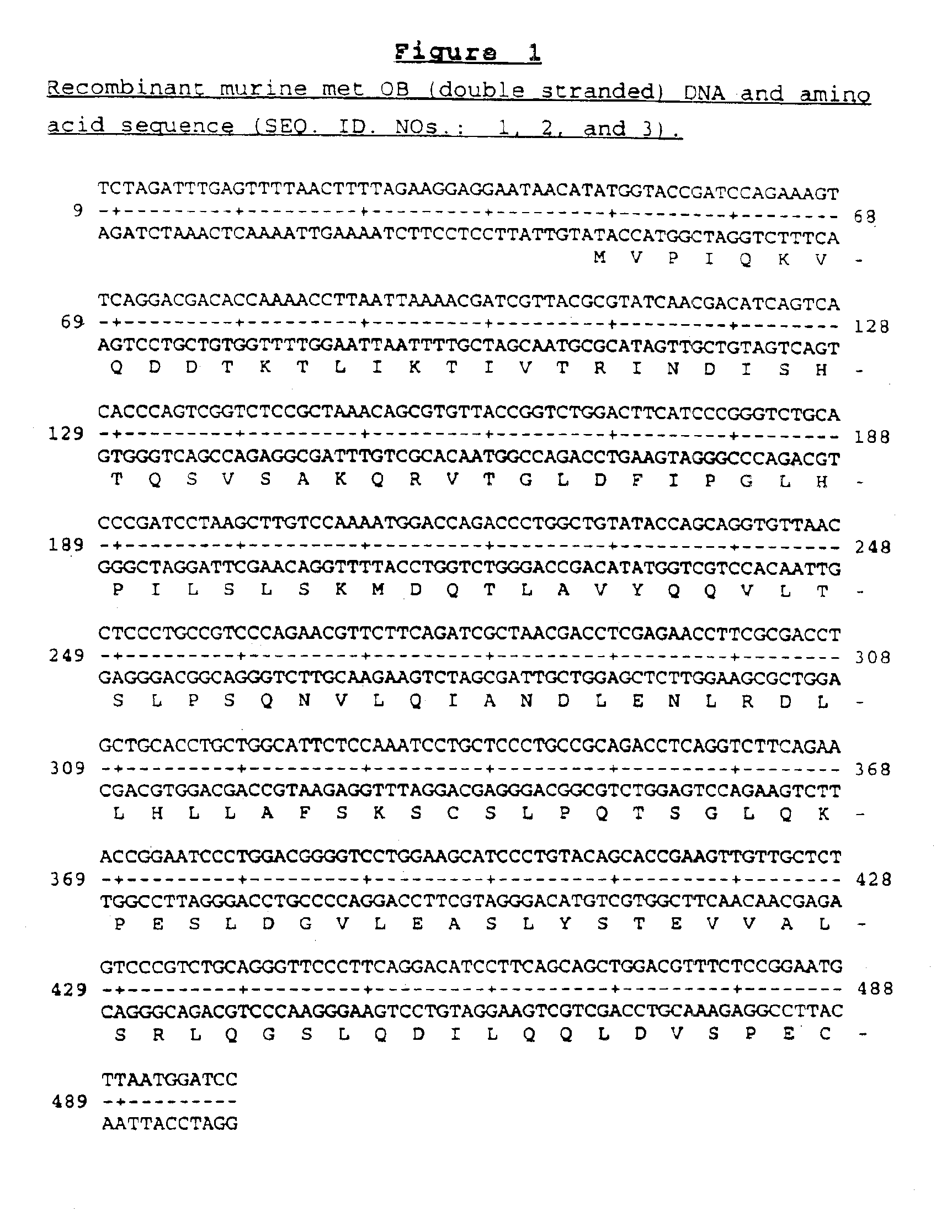 OB fusion protein compositions and methods