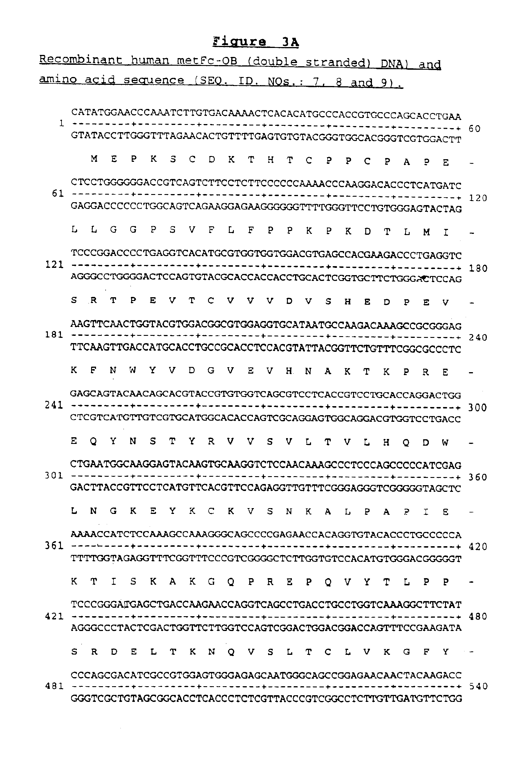 OB fusion protein compositions and methods