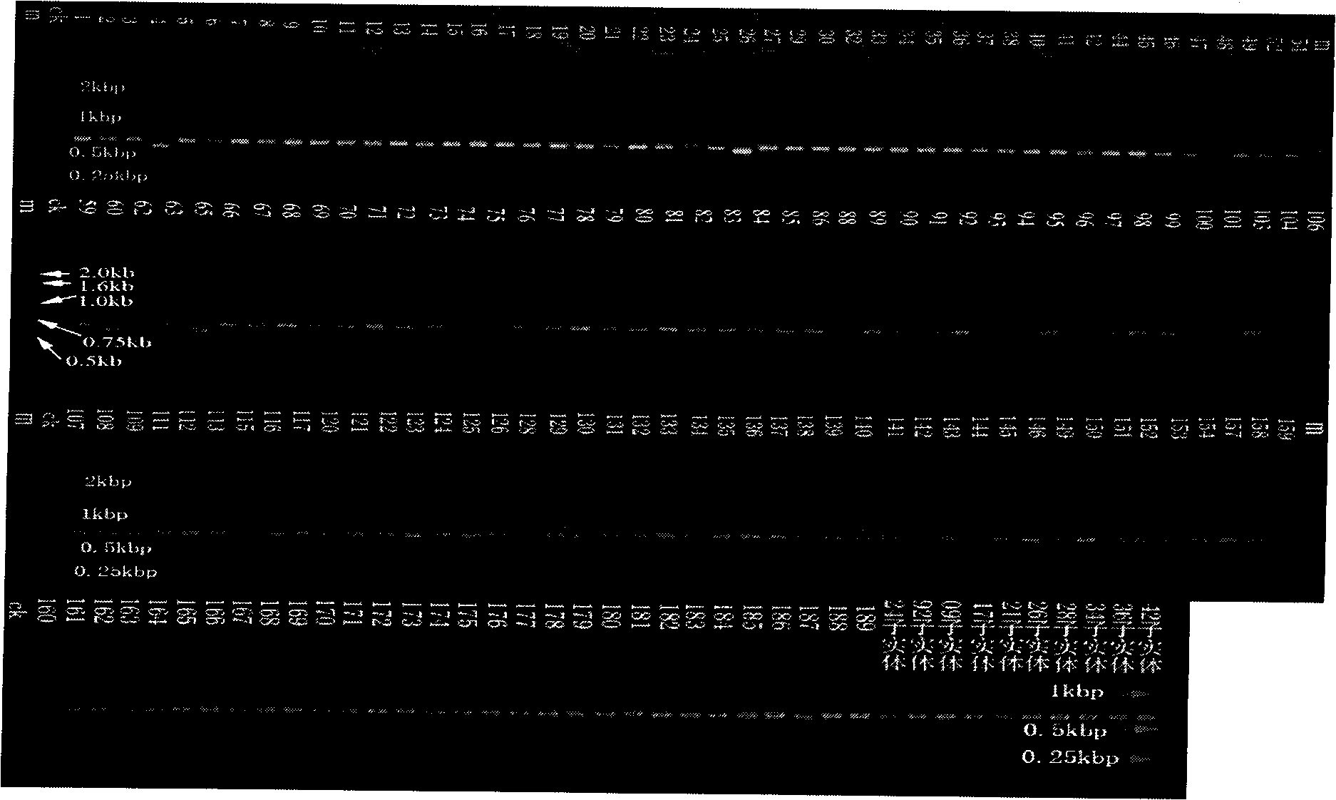 Mark of Ganoderma tsugae 134 strain or fruiting body molecule thereof, and acquisition method and application thereof