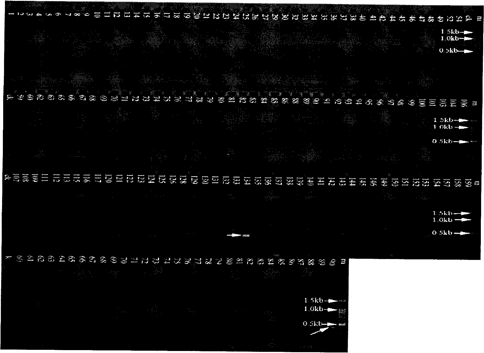 Mark of Ganoderma tsugae 134 strain or fruiting body molecule thereof, and acquisition method and application thereof