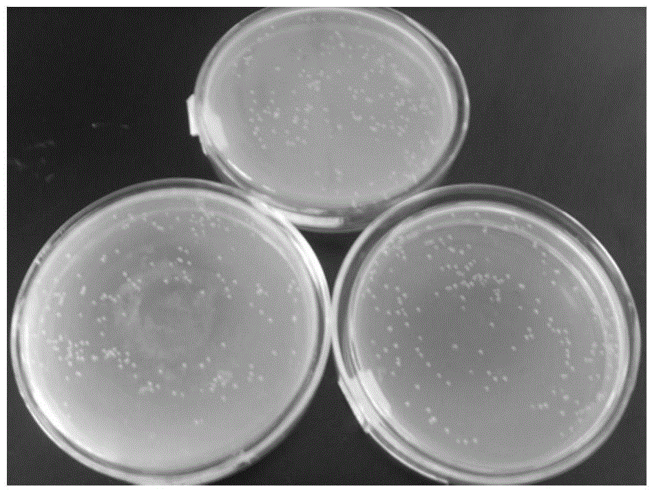 A Deodorizing and Deodorizing Strain qdn01 and Its Application in Biological Deodorization