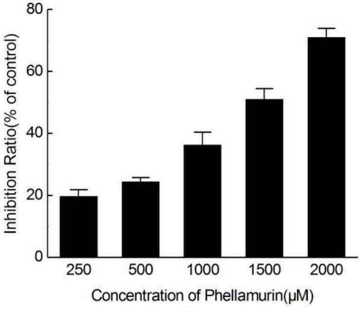 Medical purpose of phellamurin in amur corktree leaves in lung cancer prevention aspect