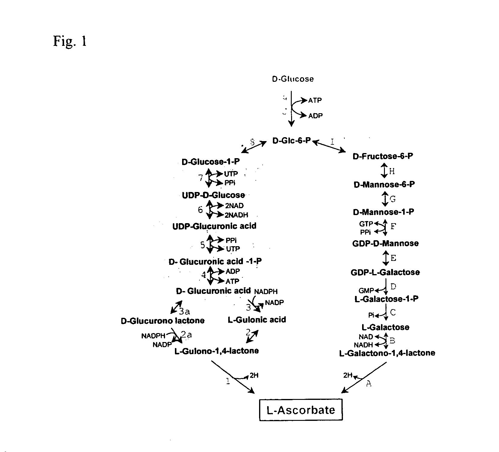 Ascorbic acid production from yeast