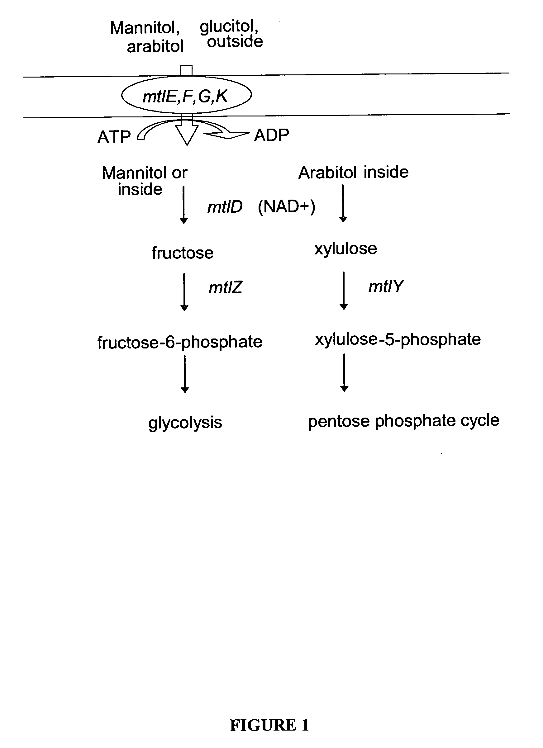 Mannitol induced promoter systems in bacterial host cells