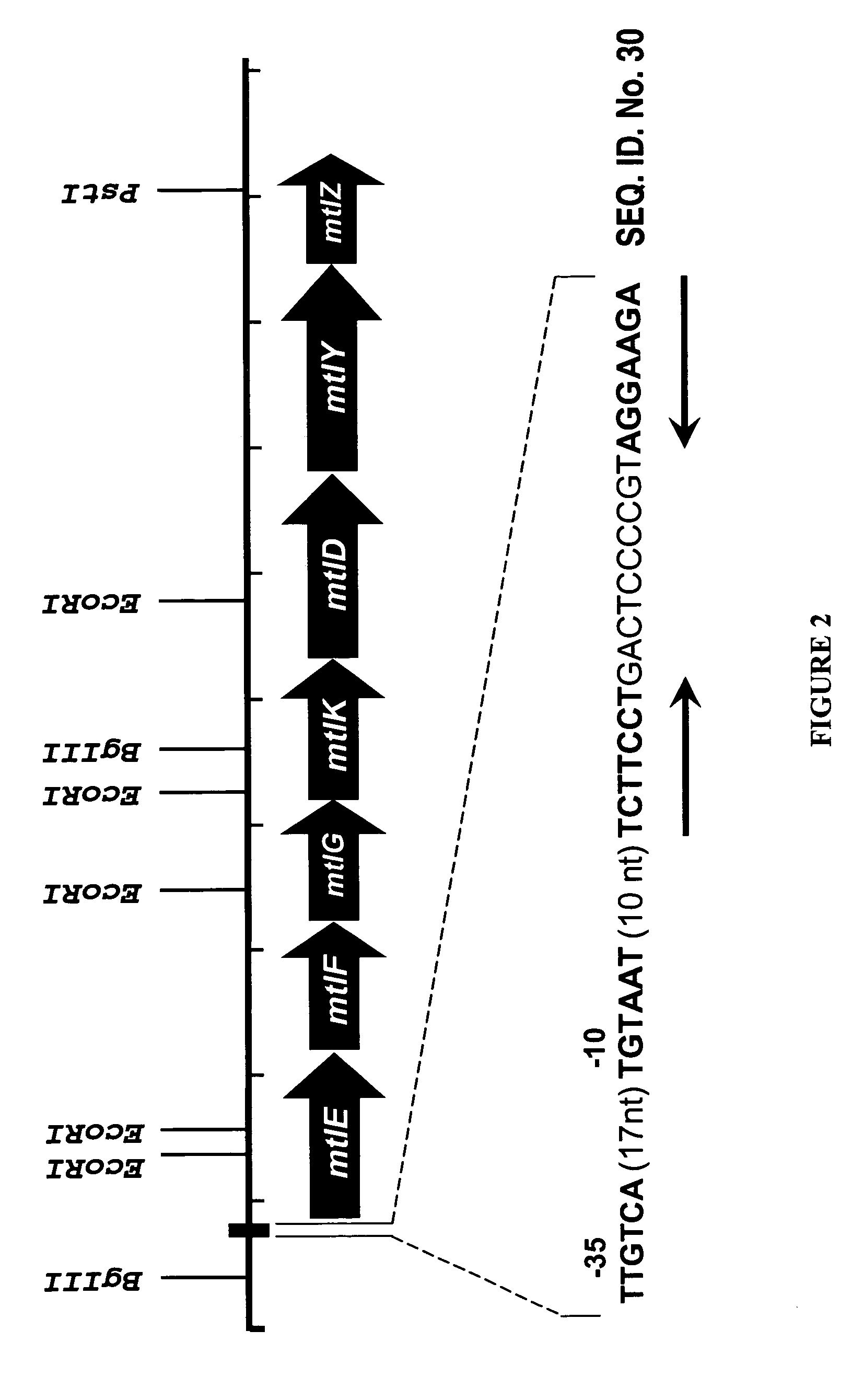 Mannitol induced promoter systems in bacterial host cells