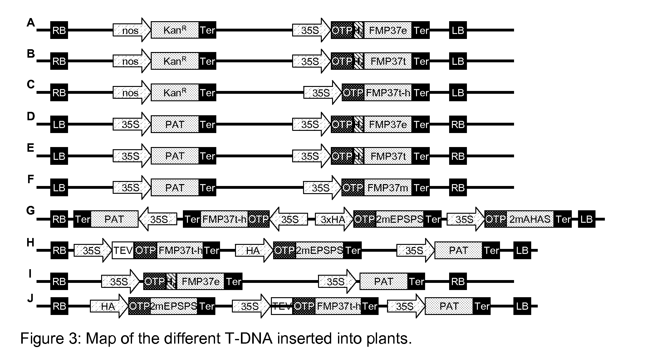 Plants Tolerant to HPPD Inhibitor Herbicides