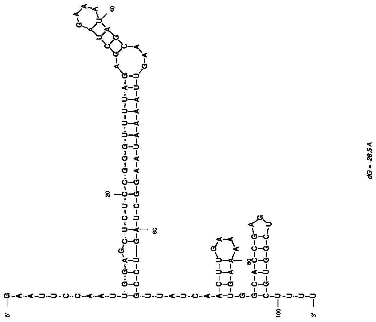 CRISPR-Cas9-based nucleic acid detection system and application thereof