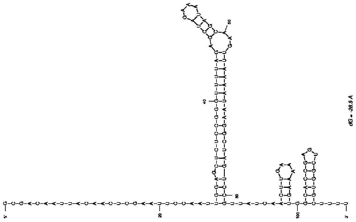 CRISPR-Cas9-based nucleic acid detection system and application thereof