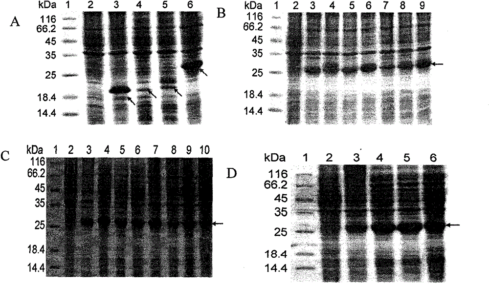 Helicobacter pylori antigen epitope polypeptide and application thereof