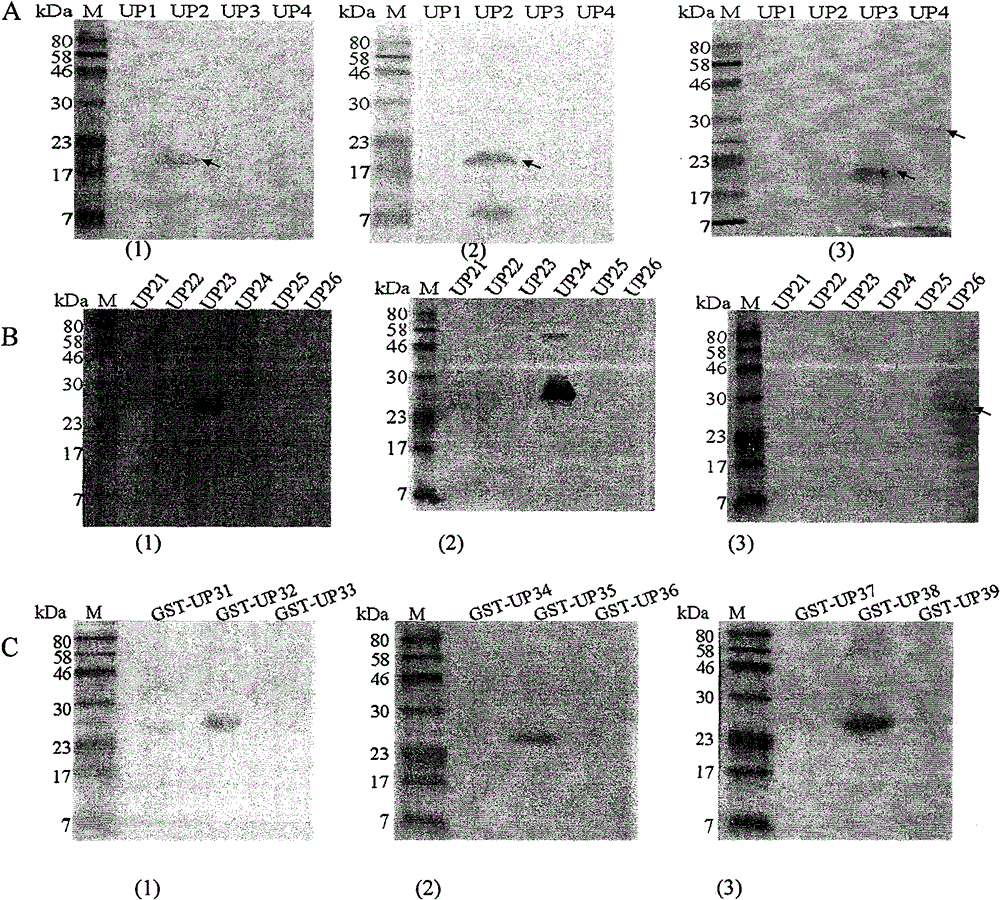 Helicobacter pylori antigen epitope polypeptide and application thereof