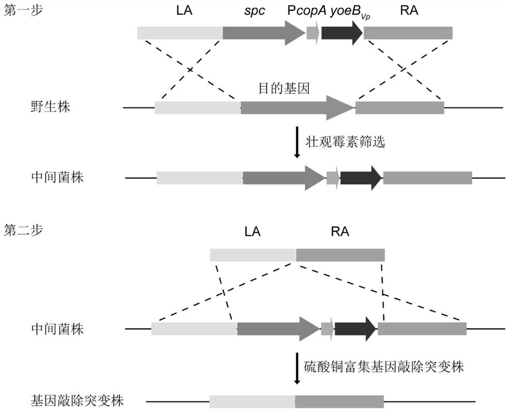 spc-PcopA-yoeBVp gene cassette and preparation method and application thereof