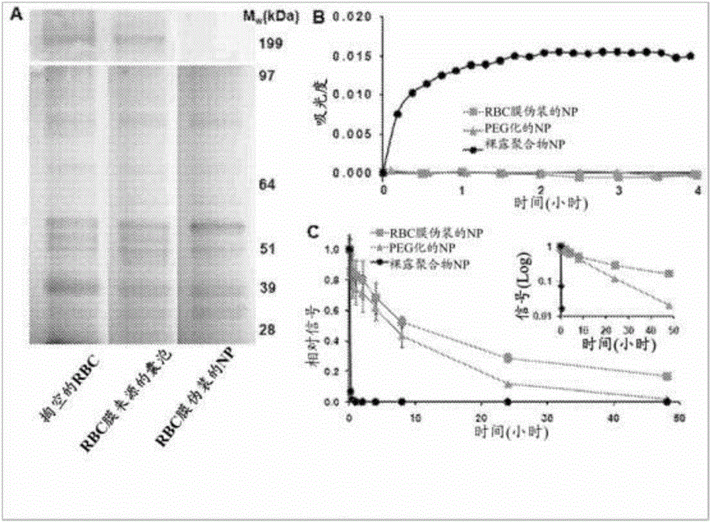 Membrane-encapsulated nanoparticles and methods of use