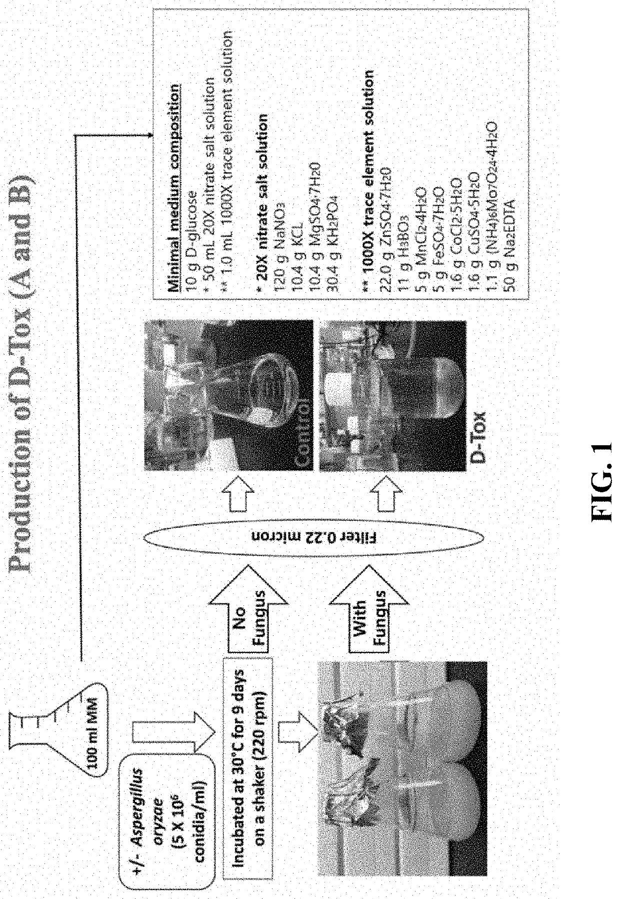 Composition for degradation of mycotoxin comprising aspergillus culture filtrate as effective component and uses thereof